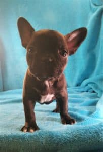 Curious Leeloo at 6 weeks