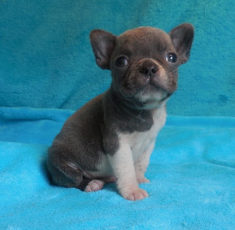 2015 Puppies | Frenchtons By Design