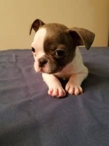 Alec's new family is never going to be the same... All this spunk, cuteness, and affection is just going to rock their world! Alec- 9.5 weeks