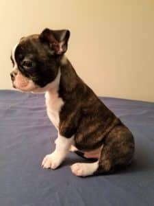 All babies come with a Vet Health Certificate and full head to tail check up before leaving and a written Health Guarantee. Arnie 9.5 weeks