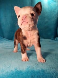 Love that little piggy face Achoo 5 weeks
