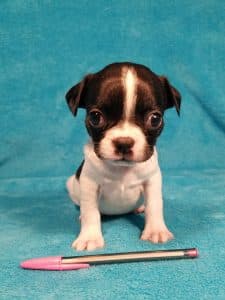 Beautiful Onna at 5 weeks. You can see her size next to a pen.