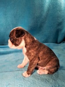 Showing off his trademark longer front left 'sleeve' along with his bulldog profile. Chesney 5 weeks