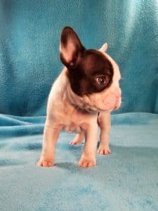 Chilly is a 'pied' white and black Frenchton. Pied means predominately one color with spots of another color. Adorable! - 5 weeks