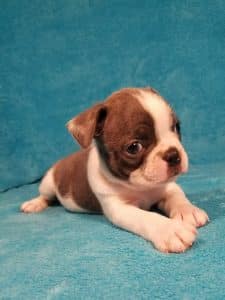 Funny Oakli Female Frenchton 5 weeks