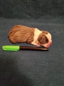 Newborn Baby Blue Ray next to a pen