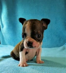 Petite Princess Pauli