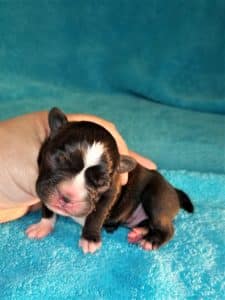 One day old Moonshine!