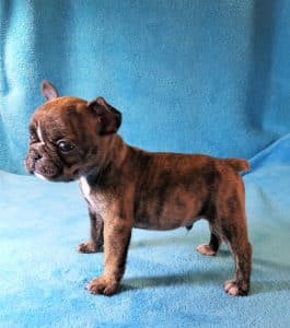 Irresistible Paddington at 4 weeks