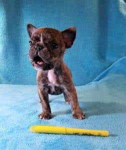 Paddington singing his favorite song - 4 weeks