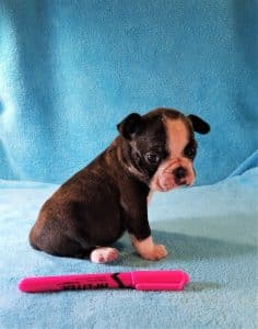 Sweet Patti's size at 4 weeks