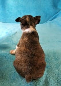 Pauli from the back 4 weeks