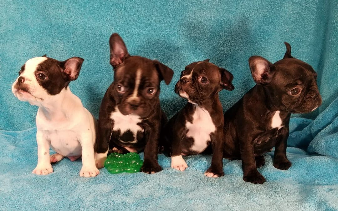 Spay / Neuter Research