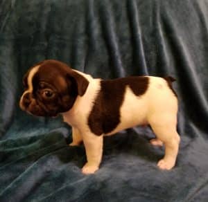 Usually the pied marked babies have more of the Frenchie stubbiness - Evan 5.5 weeks