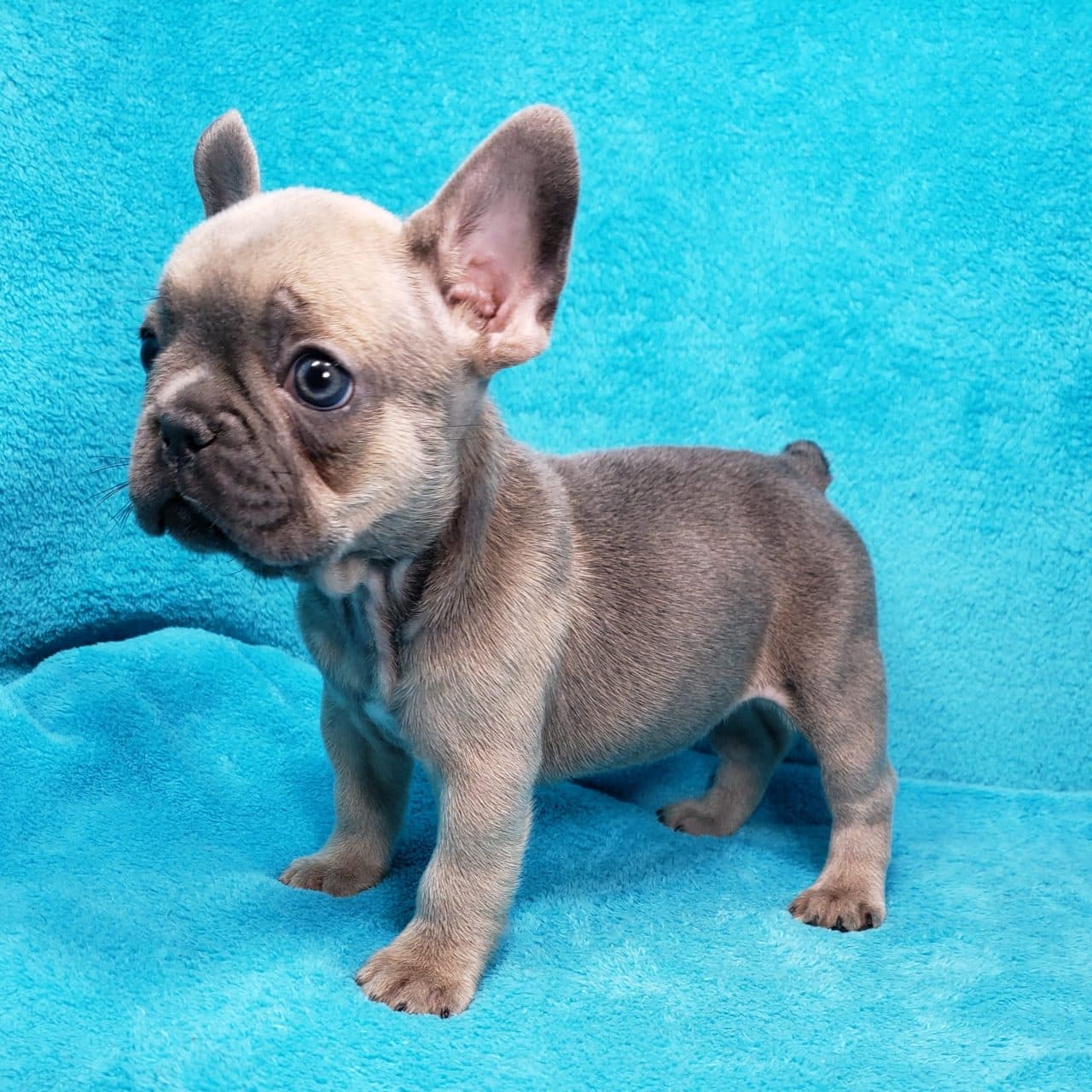 2019 Puppies | Frenchtons By Design