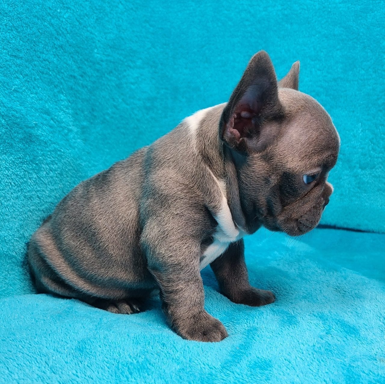2020 Puppies | Frenchtons By Design