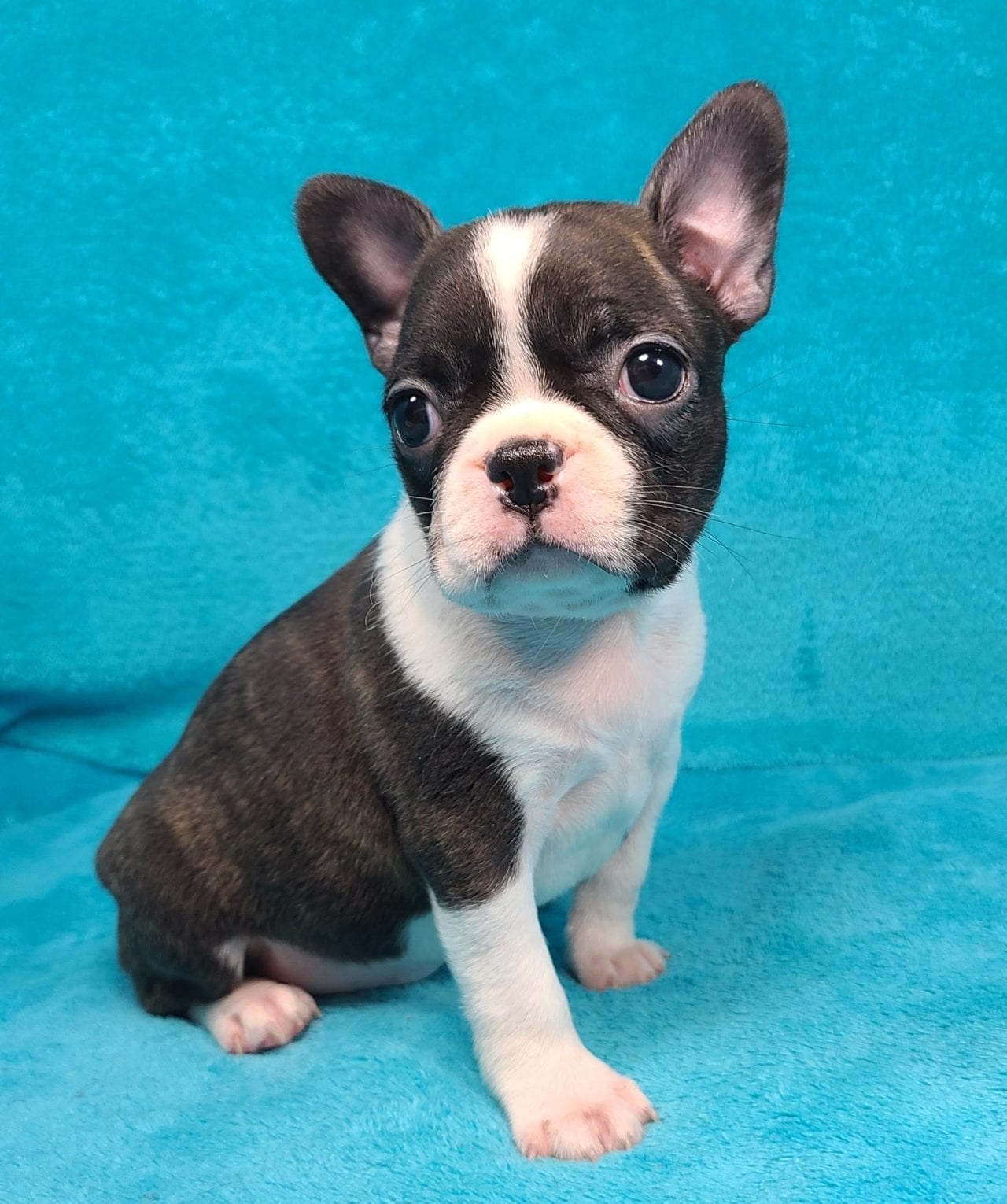 2020 Puppies | Frenchtons By Design