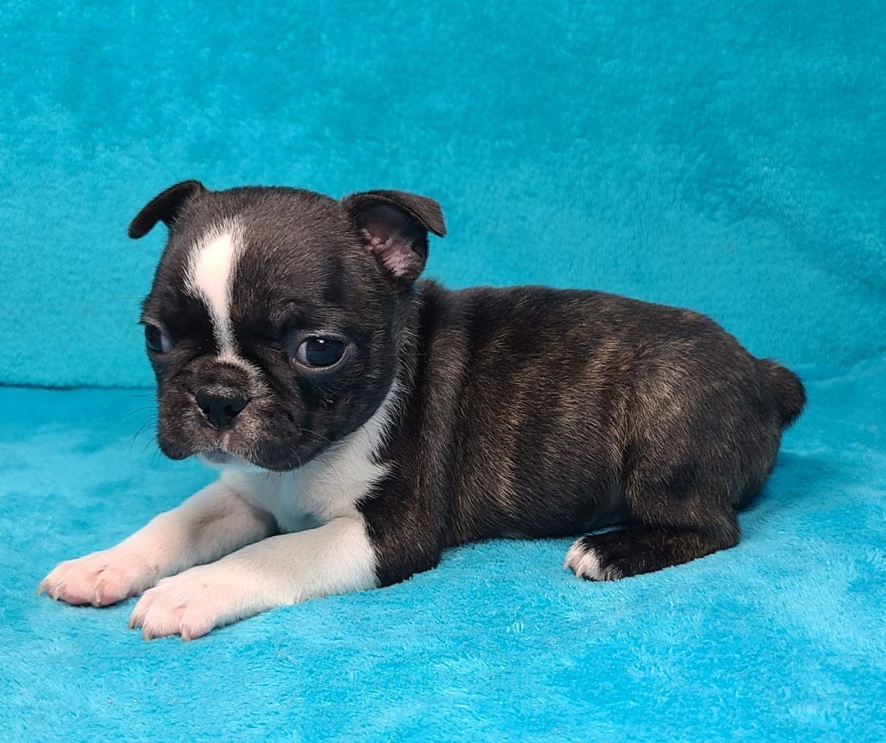 2020 Puppies | Frenchtons By Design